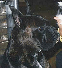 Ernst